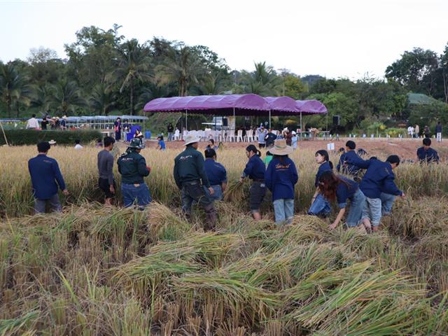 เกี่ยวข้าว ตีข้าว วิถีชาวล้านนา