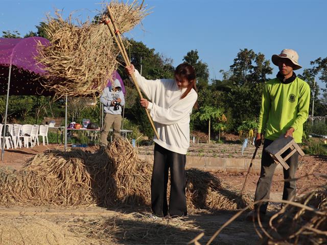 เกี่ยวข้าว ตีข้าว วิถีชาวล้านนา