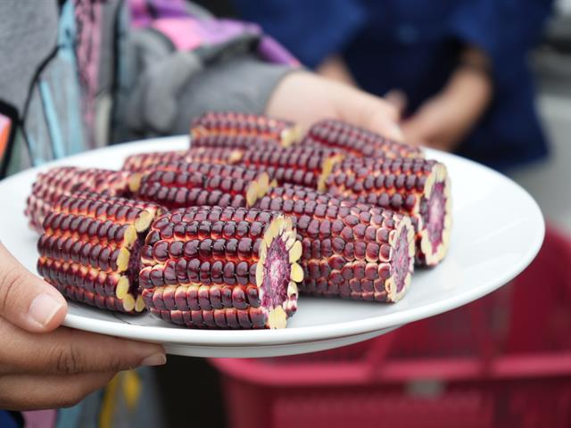 มหาวิทยาลัยพะเยา