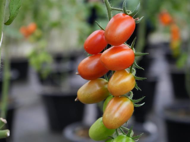 มหาวิทยาลัยพะเยา