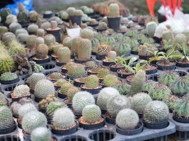 มหาวิทยาลัยพะเยา