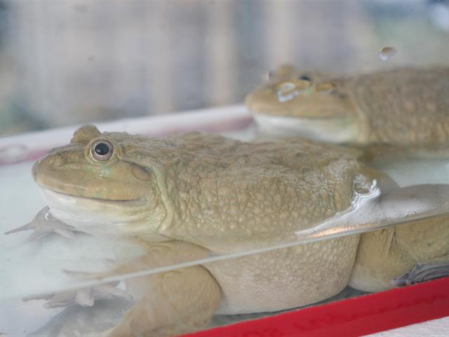 มหาวิทยาลัยพะเยา