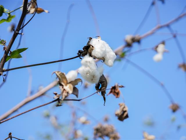 ศูนย์สิ่งแวดล้อมและการจัดการที่ยั่งยืน มหาวิทยาลัยพะเยา