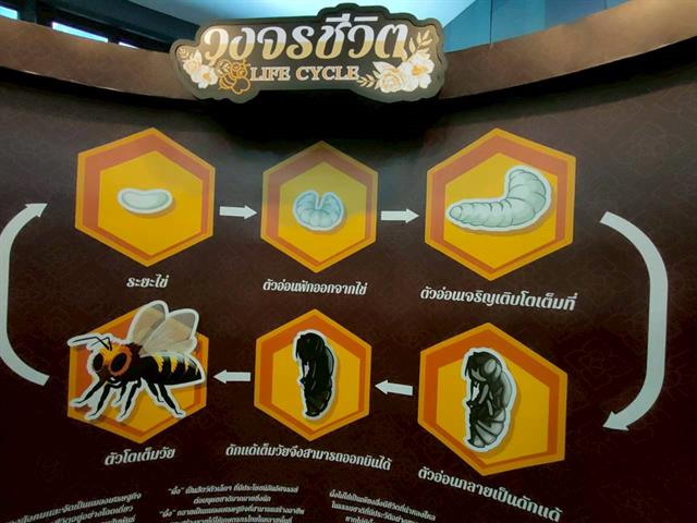 พัฒนากำลังคนที่มีสมรรถนะและทักษะแห่งอนาคต มุ่งเน้นการพัฒนาศักยภาพของบุคลากรและนักศึกษาให้มีทักษะที่สอดคล้องกับโลกอนาคต เช่น การได้รับรางวัล การส่งเสริมการเรียนรู้ผ่านโครงการรับสมัครเรียน หลักสูตร UP PSF และวิชา GE เพื่อยกระดับคุณภาพคนและสังคมแห่งการเรียนรู้