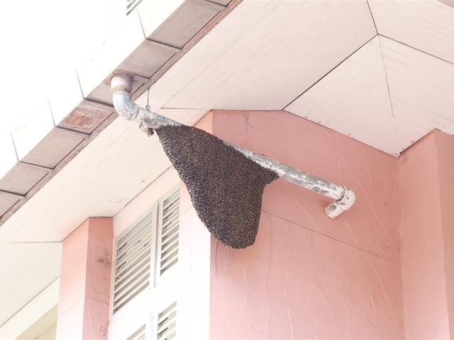 กองอาคารสถานที่ ม.พะเยา กำจัดรังผึ้ง ต่อ แตน อย่างต่อเนื่อง เพื่อความปลอดภัยของผู้ใช้อาคาร