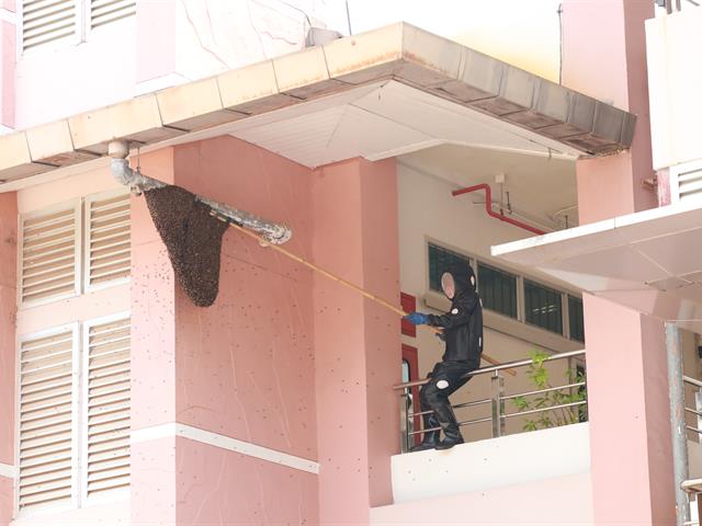 กองอาคารสถานที่ ม.พะเยา กำจัดรังผึ้ง ต่อ แตน อย่างต่อเนื่อง เพื่อความปลอดภัยของผู้ใช้อาคาร