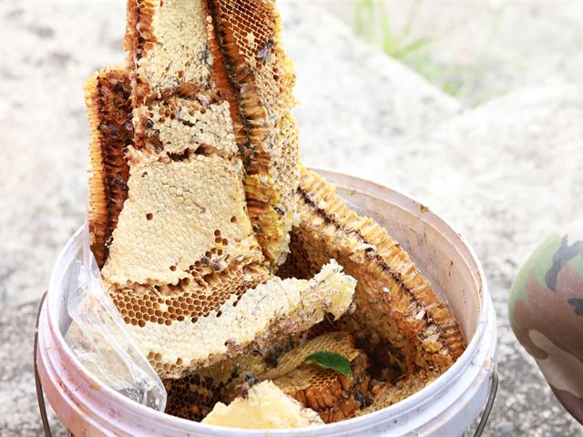 กองอาคารสถานที่ ม.พะเยา กำจัดรังผึ้ง ต่อ แตน อย่างต่อเนื่อง เพื่อความปลอดภัยของผู้ใช้อาคาร