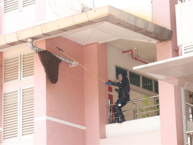 กองอาคารสถานที่ ม.พะเยา กำจัดรังผึ้ง ต่อ แตน อย่างต่อเนื่อง เพื่อความปลอดภัยของผู้ใช้อาคาร