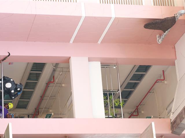 กองอาคารสถานที่ ม.พะเยา กำจัดรังผึ้ง ต่อ แตน อย่างต่อเนื่อง เพื่อความปลอดภัยของผู้ใช้อาคาร