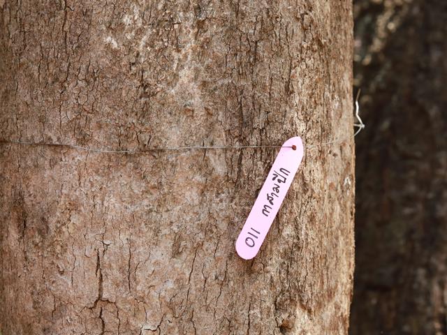 กองอาคารสถานที่ มหาวิทยาลัยพะเยา