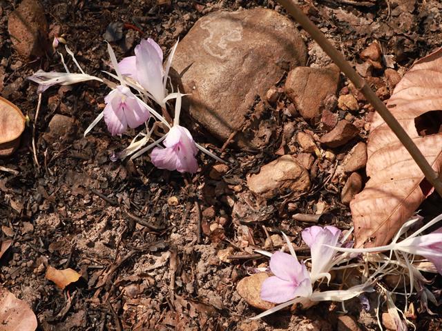 กองอาคารสถานที่ มหาวิทยาลัยพะเยา